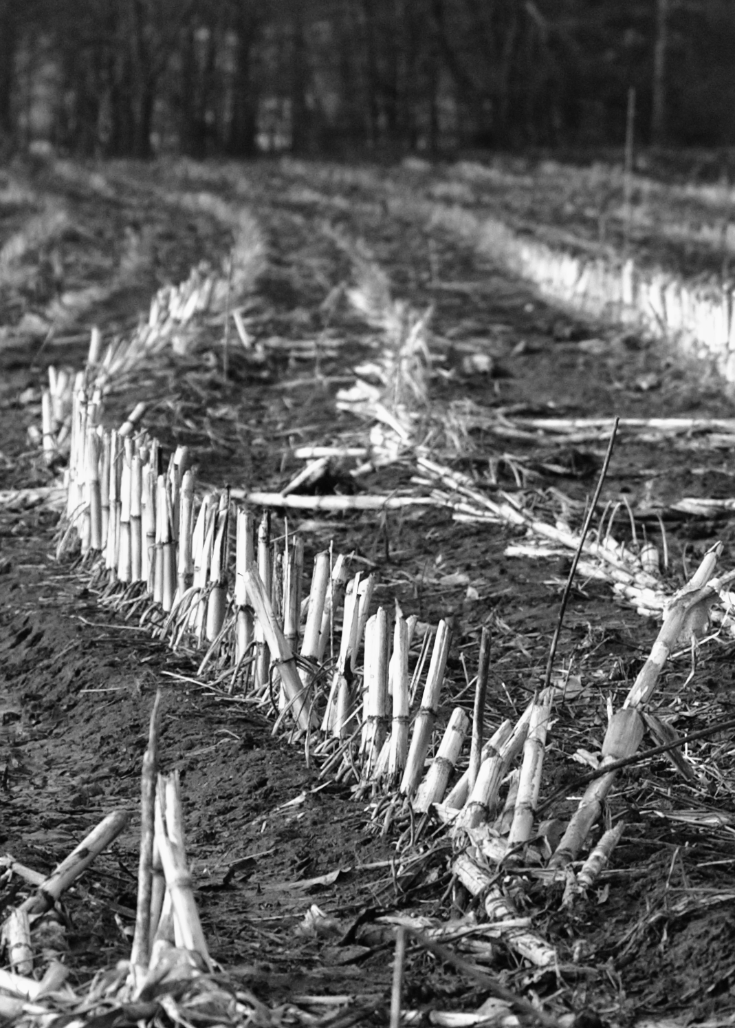 corn field